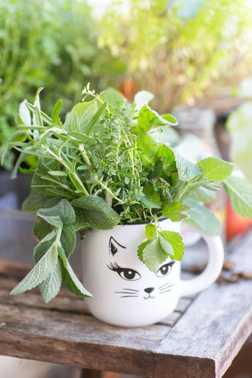 What Is Lemon Balm? Health Benefits, Uses, and How to Take It