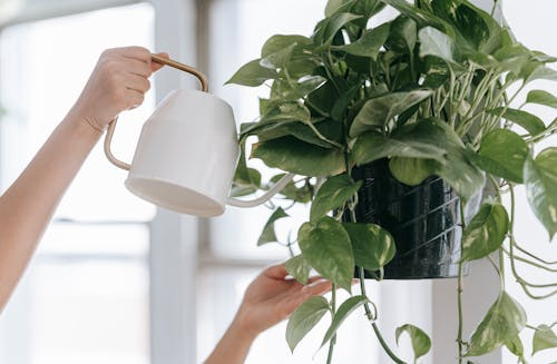 Low-Maintenance Plants Perfect for Busy Homeowners