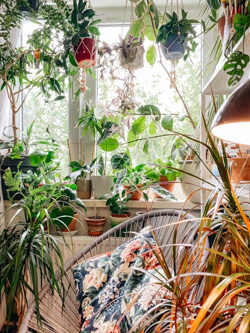 How to Care for Your Houseplants