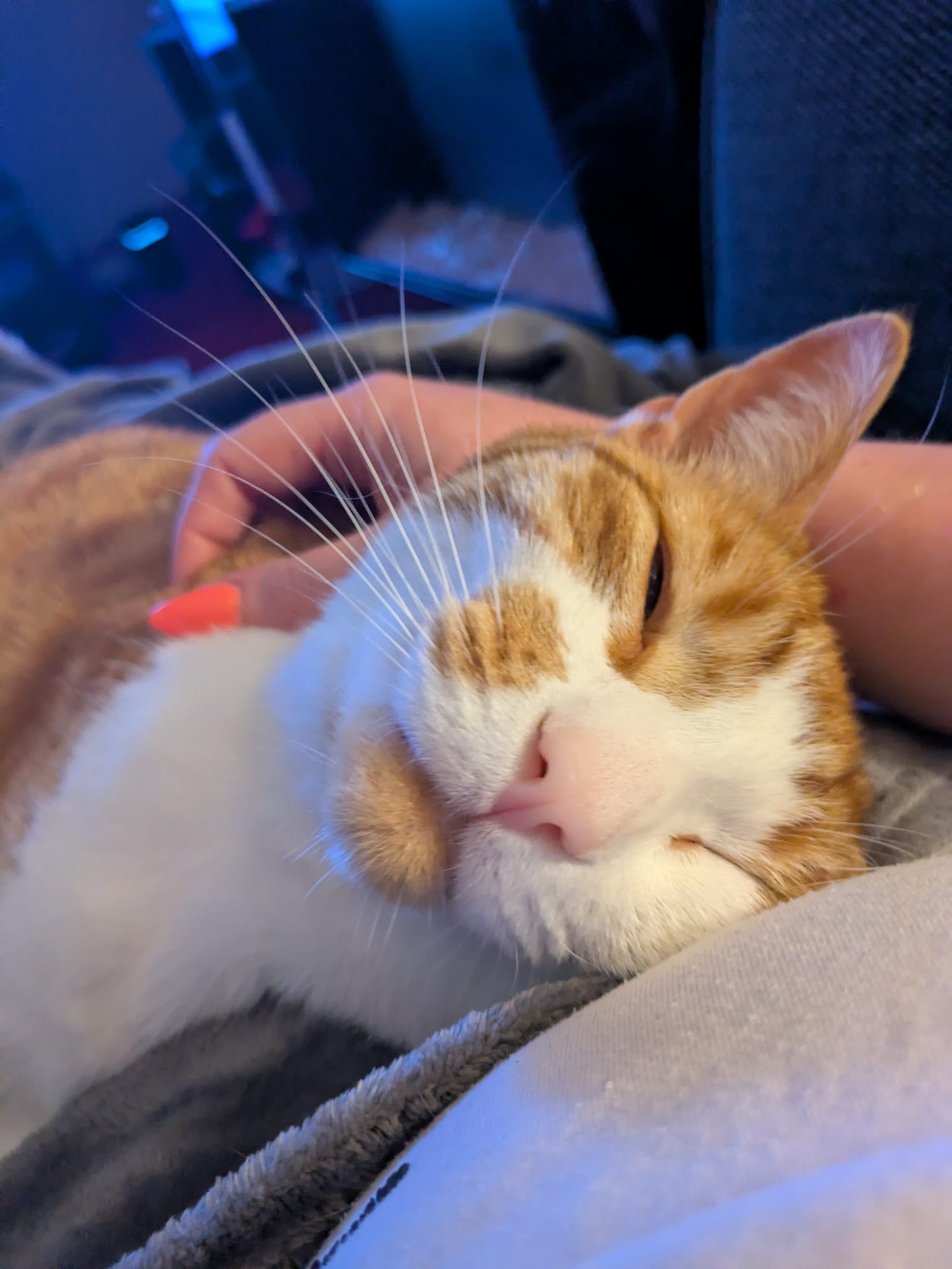 Why Having a Pet Improves Your Life